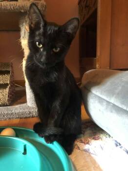 Rescue Domestic Short Hair Cats for Adoption in Randolph, Alabama - Onyx | PetCurious
