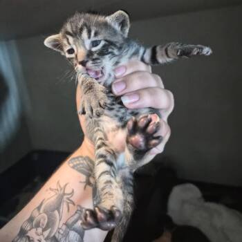 Domestic Short Hair Cats Available for Adoption in Wahiawa, Hawaii - Caprisun | PetCurious