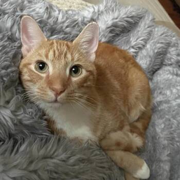 Rescue Domestic Short Hair Cats for Adoption in Florham Park, New Jersey - Bob | PetCurious