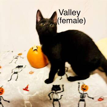 Rescue Domestic Short Hair Cats for Adoption in Lakeland, Florida - Valley | PetCurious