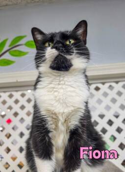 Fiona -  Domestic Short Hair Cat for Adoption in Rome, Georgia - Fiona | PetCurious