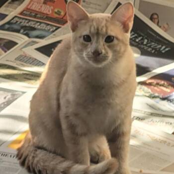 Sebastian -  Domestic Short Hair Cat for Adoption in Chicago, Illinois - Sebastian | PetCurious