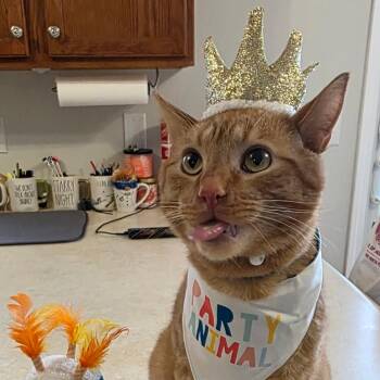 Lasagna -  Domestic Short Hair Cat for Adoption in Bristol, Indiana - Lasagna | PetCurious