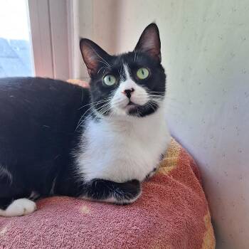 Domestic Short Hair Cats Available for Adoption in Butler, Pennsylvania - Marigold | PetCurious