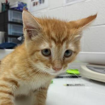 Ted -  Domestic Short Hair Cat Available for Adoption in Corpus Christi, Texas - Ted | PetCurious
