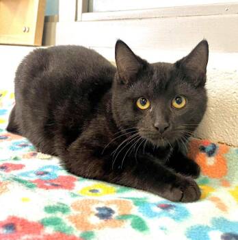 Rescue Domestic Short Hair Cats for Adoption in Moundsville, West Virginia - Onix | PetCurious