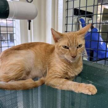 Domestic Short Hair Cats Available for Adoption in Honolulu, Hawaii - Fika | PetCurious