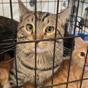 Sunny -  Domestic Short Hair Cat for Adoption in Philadelphia, Pennsylvania - Sunny | PetCurious