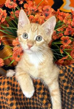 6/26/26 Sunset -  Domestic Short Hair Cat for Adoption in Stillwater, Oklahoma - 6/26/26 Sunset | PetCurious