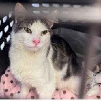 Kenny -  Domestic Short Hair Cat for Adoption in Bismarck, North Dakota - Kenny | PetCurious
