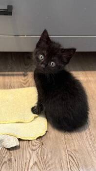 Chip (Available 11/13) -  Domestic Short Hair Cat for Adoption in Williamsburg, Iowa - Chip (Available 11/13) | PetCurious
