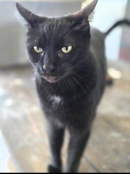 Spider -  Domestic Short Hair Cat for Adoption in Oxford, Mississippi - Spider | PetCurious