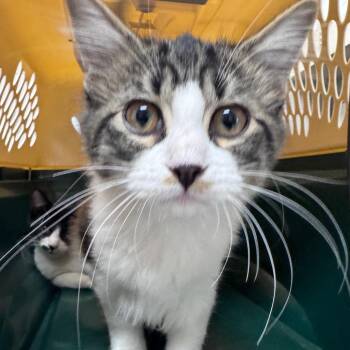 Tiramisu -  Domestic Medium Hair Cat for Adoption in Lufkin, Texas - Tiramisu | PetCurious
