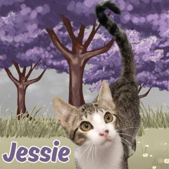 Jessie -  Domestic Short Hair Cat for Adoption in Aransas Pass, Texas - Jessie | PetCurious