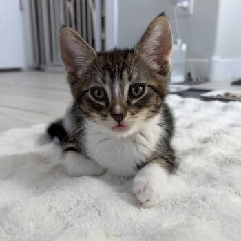 Linus -  Domestic Short Hair Cat for Adoption in San Tan Valley, Arizona - Linus | PetCurious