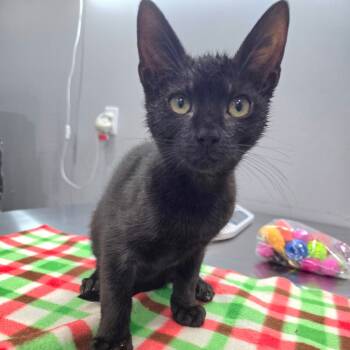 Rescue Domestic Short Hair Cats for Adoption in Fairmont, West Virginia - Axel | PetCurious