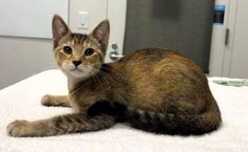 Question Mark -  Domestic Short Hair Cat for Adoption in Kansas City, Missouri - Question Mark | PetCurious