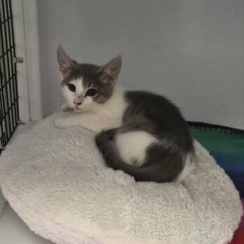 Rescue Domestic Short Hair Cats for Adoption in Las Cruces, New Mexico - Hip-Hop | PetCurious