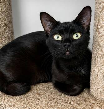 Jade -  Domestic Short Hair Cat for Adoption in Houston, Texas - Jade | PetCurious