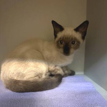 Sandy -  Siamese Cat for Adoption in Sarasota, Florida - Sandy | PetCurious