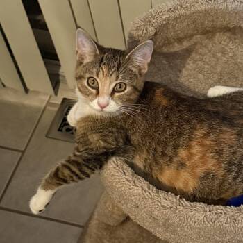 Domestic Short Hair Cats Available for Adoption - KitKat | PetCurious