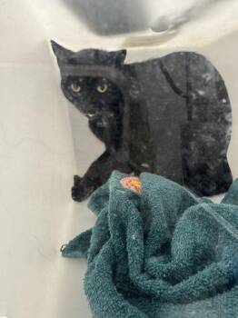 Jolene -  Domestic Short Hair Cat for Adoption in Sevierville, Tennessee - Jolene | PetCurious