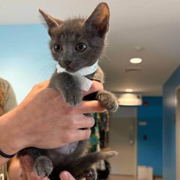 Domestic Short Hair Cats Available for Adoption in Chesapeake, Virginia - Noah Kahan AKA Charlie | PetCurious