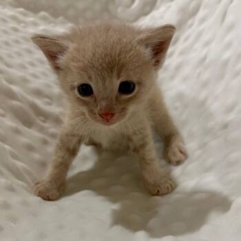 Domestic Short Hair Cats Available for Adoption in Fulton, Missouri - Stump | PetCurious