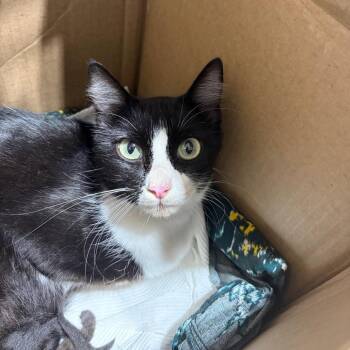 SAS-A-91159 -  Domestic Short Hair Cat for Adoption in Milton, Florida - SAS-A-91159 | PetCurious