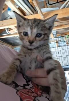 Ora -  Domestic Short Hair Cat for Adoption in Olney, Illinois - Ora | PetCurious