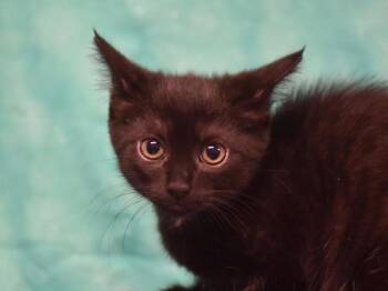 Devana -  Domestic Short Hair Cat for Adoption in Portland, Oregon - Devana | PetCurious