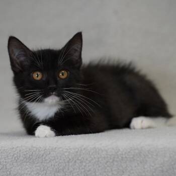 Roxy -  Domestic Medium Hair Cat for Adoption in Sunnyvale, California - Roxy | PetCurious