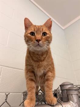 RON (BIG GARFIELD) -  Domestic Short Hair Cat for Adoption in Corpus Christi, Texas - RON (BIG GARFIELD) | PetCurious