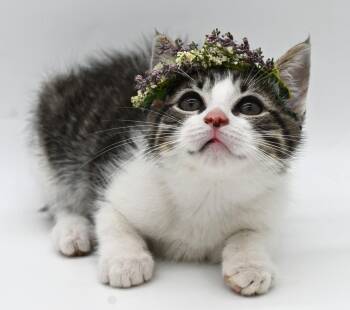 Domestic Short Hair Cats Available for Adoption in Mobile, Alabama - Patty | PetCurious