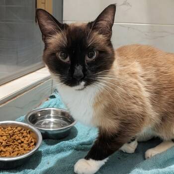 Snowshoe Cats Available for Adoption in New York, New York - Minnow | PetCurious
