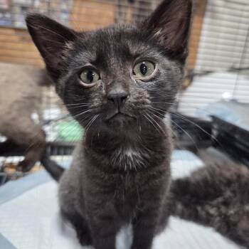 Baby Bear -  Domestic Short Hair Cat for Adoption in Columbia, Missouri - Baby Bear | PetCurious