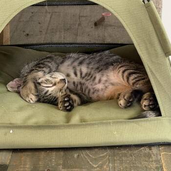 Aires -  Tiger Cat for Adoption in Honeoye, New York - Aires | PetCurious