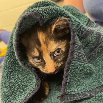 Hey Miss -  Domestic Short Hair Cat for Adoption in Charlottesville, Virginia - Hey Miss | PetCurious