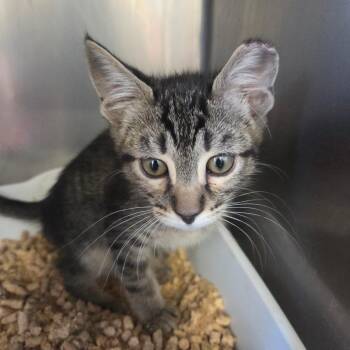 Delt (Red Collar) -  Domestic Short Hair Cat for Adoption in Spokane, Washington - Delt (Red Collar) | PetCurious