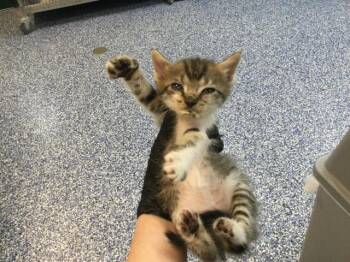 Domestic Short Hair Cats Available for Adoption in Thousand Palms, California - A1913296 | PetCurious