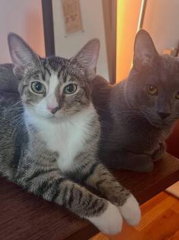 Spam Jr -  American Shorthair Cat for Adoption in New York, New York - Spam Jr | PetCurious