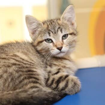 Tikka Masala -  Domestic Short Hair Cat for Adoption in Evansville, Indiana - Tikka Masala | PetCurious