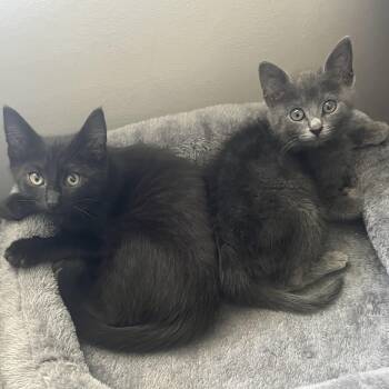 Jade & Onyx -  Russian Blue and Bombay Cat for Adoption in UNIVERSITY PA, Maryland - Jade & Onyx | PetCurious