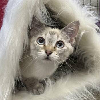 Snow -  Siamese and Tabby Cat for Adoption in Collierville, Tennessee - Snow | PetCurious