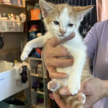 Domestic Short Hair Cats Available for Adoption in Stephenville, Texas - San Marcus | PetCurious