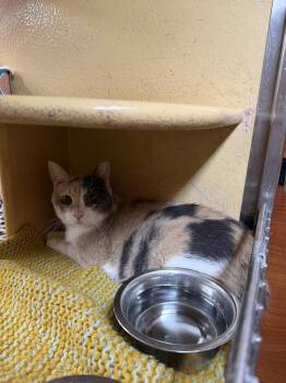 Testimony -  Domestic Short Hair Cat for Adoption in Cleveland, Ohio - Testimony | PetCurious