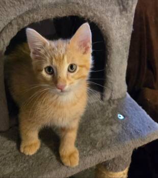 Tequila Sunrise -  Domestic Medium Hair Cat for Adoption in Lincoln, Nebraska - Tequila Sunrise | PetCurious