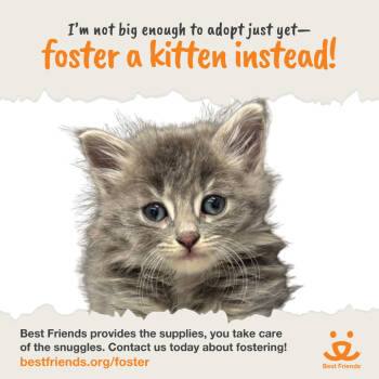 Rescue Domestic Short Hair Cats for Adoption in Los Angeles, California - Pegasus | PetCurious