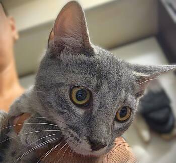 Poppy -  Tabby Cat for Adoption in Fort Myers, Florida - Poppy | PetCurious