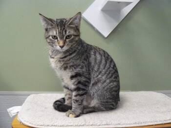 Lottie -  Domestic Short Hair Cat for Adoption in Jefferson, Iowa - Lottie | PetCurious